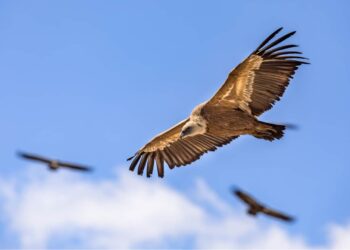 I Grifoni del Pollino