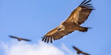 I Grifoni del Pollino