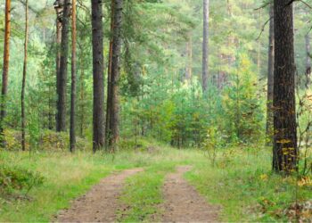 riserva naturale Collemeluccio-Montedimezzo in Molise
