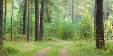 riserva naturale Collemeluccio-Montedimezzo in Molise