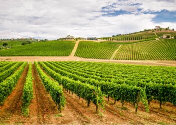 Trebbiano d’Abruzzo DOC