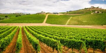 Trebbiano d’Abruzzo DOC