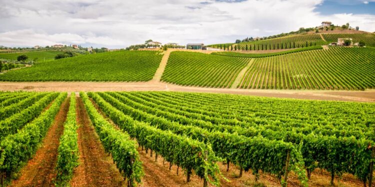 Trebbiano d’Abruzzo DOC