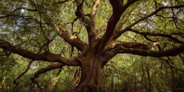 Il Leggendario Bosco di Aci