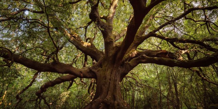 Il Leggendario Bosco di Aci
