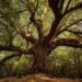 Il Leggendario Bosco di Aci