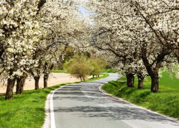 festa dei ciliegi in fiore