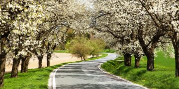 festa dei ciliegi in fiore