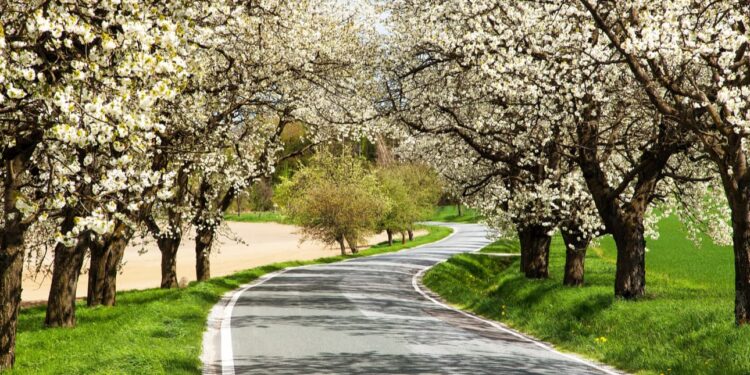 festa dei ciliegi in fiore